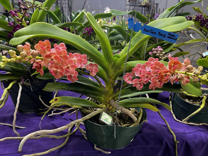 Peach-pink orchid plant in pot with multiple flower spikes and green leaves
