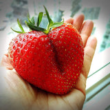 15 GIANT STRAWBERRY Fragaria JuneBearing Huge Red Berry Fruit White Flower Seeds Flowering Plants