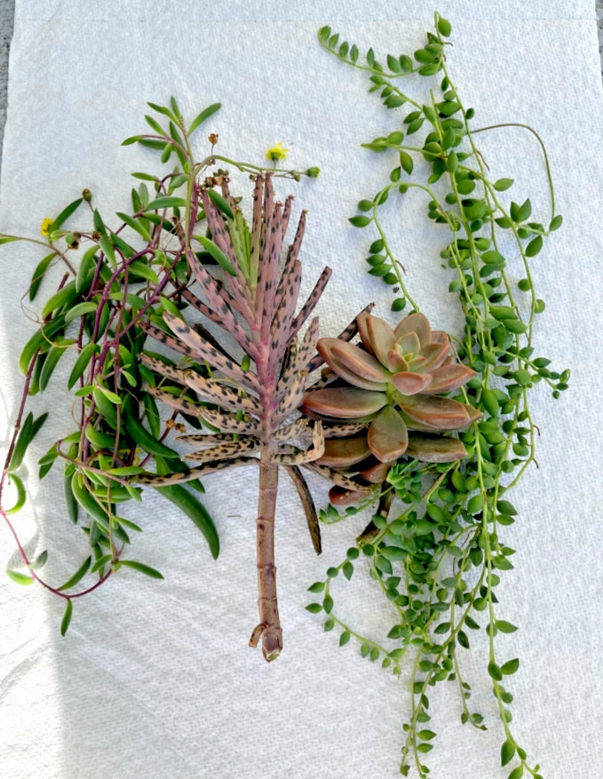 Orchid and succulent plant cutting bundle on a twig with trailing green leaves