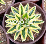 ÒkizanÓAgave reginae variegated Succulent potted Home Garden Plants 9-10cm Garden Plants