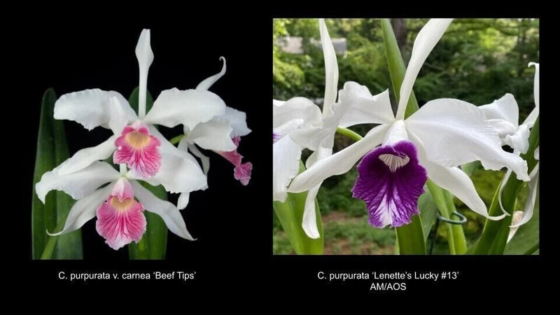 Cattleya purpurata (Beef Tips x Lenette's Lucky #13 AM/AOS) orchid seedling Orchids