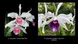 Cattleya purpurata (Beef Tips x Lenette's Lucky #13 AM/AOS) orchid seedling Orchids