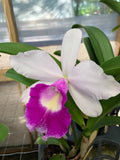 (504-6) Lc.Aiea Lorraine 'Paradise'      NBS  Fragrant Orchids