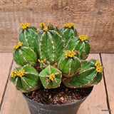 D6471 EUPHORBIA HANDIENSIS pot14-H12-W19 cm MaMa Cactus Green Plant