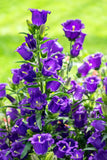 200 BLUE CANTERBURY BELLS - CAMPANULA Medium Flower Seeds *Comb S/H Flowering Plants