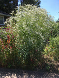 200+ Boneset seeds - Eupatorium perfoliatum, organically grown, harvested 09/24 Flowering Plants