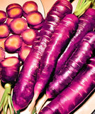 Purple Carrot Seeds Box Garden Seeds LLC Heirloom Open Pollinated Vegetable Garden Plants