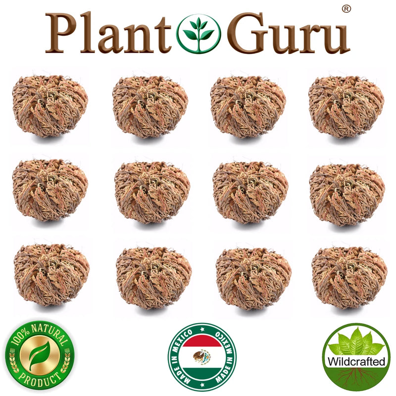 Jericho Flower - 12 Pack Bulk - Rose of Jericho, Resurrection Flower Whole Dried Roses