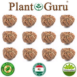 Jericho Flower - 12 Pack Bulk - Rose of Jericho, Resurrection Flower Whole Dried Roses