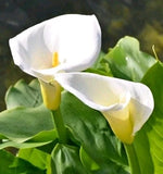 Giant Zantedeschia White Calla Lily In 1.5 Gallon Grow Pot *Pick Up Zip Is 94538 Lily