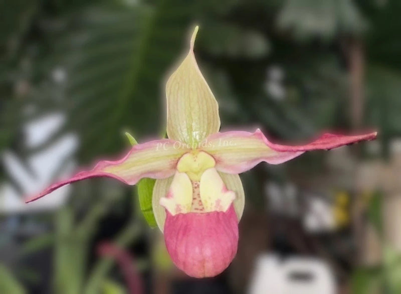 Pink and yellow orchid flower with drooping pink lip and wide petals
