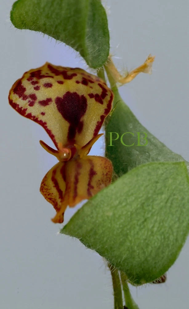 Orchid bloom with maroon and yellow spotted petals on green leaves