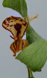 Andinia platysepala Orchids
