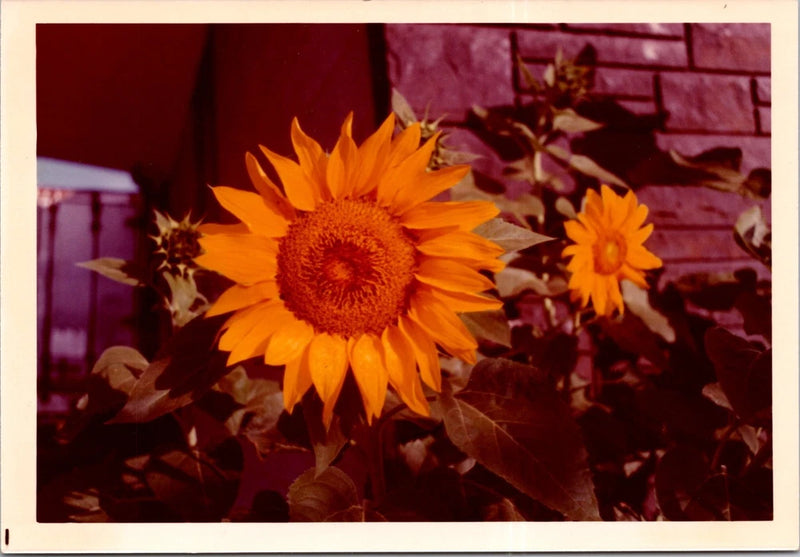 Vintage photo print of orange sunflowers with green leaves