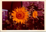 PH2262 Large Sunflower Sun Flower Plant Unusual Vintage Snapshot Photo Sunflower