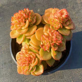 8CM Succulent Plant Echeveria Rolly_Multi-Heads_Crassulaceae Home Garden Plant Garden Plants