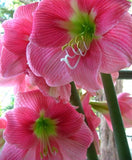 Amaryllis 'Amalfi' Bulb - Striking Rose-Colored Blooms Flowering Plants