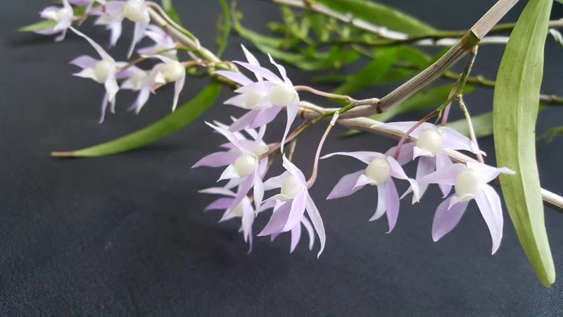 Rare dendrobium orchid plant with pale purple and white drooping flowers and green leaves
