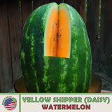 10 Yellow Shipper (Daisy) Watermelon Seeds, Heirloom, Non-GMO, Genuine USA Daisies