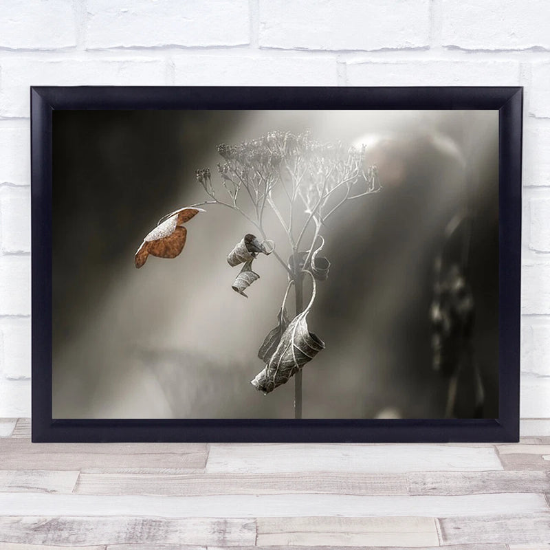 Withe Hydrangea Leaf Leaves Flower Flowers L Botanical Dried Wall Art Print Hydrangea