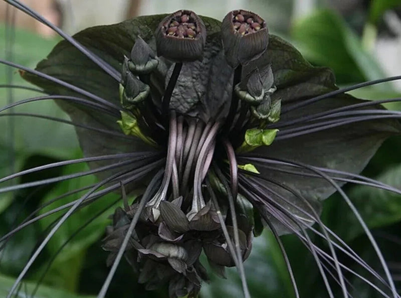 4 Black Bat Flower Plants Tacca Chantrieri Cat's Whiskers Rare Orchid 3-6"Tall Orchids
