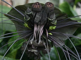 4 Black Bat Flower Plants Tacca Chantrieri Cat's Whiskers Rare Orchid 3-6