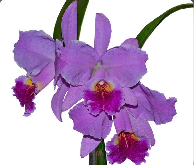 Purple and pink orchid flower with layered petals and green leaves