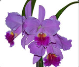 Cattleya Carmen (luedd X warscewiczii) Purple Pink Orchid Eros 7Ó Pot SHEATH Orchids