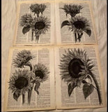 Sunflower themed Dictionary Page Art Prints Sunflower