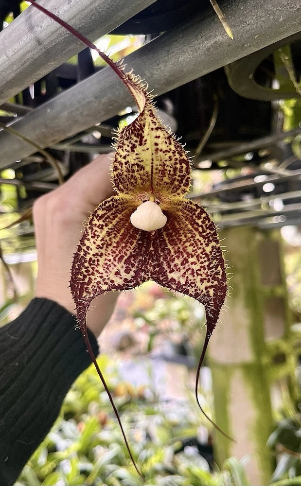 Speckled brown orchid flower hanging from a net pot