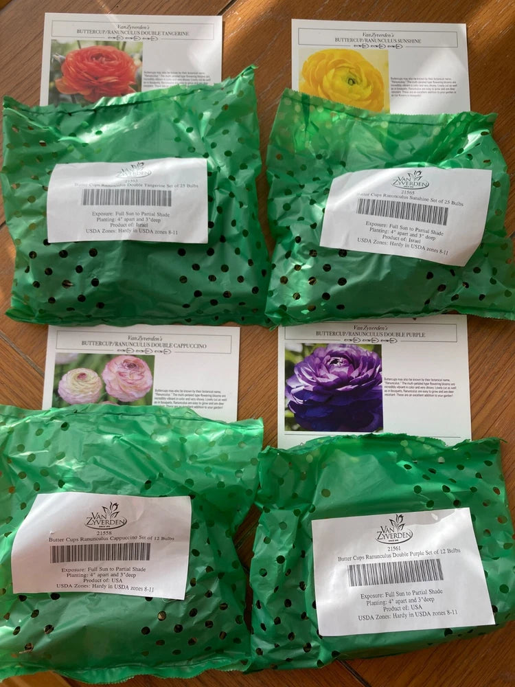 Cappuccino, Tangerine, Sunshine & Purple Ranunculus Bulbs (4 Sets of 12 each) Ranunculus