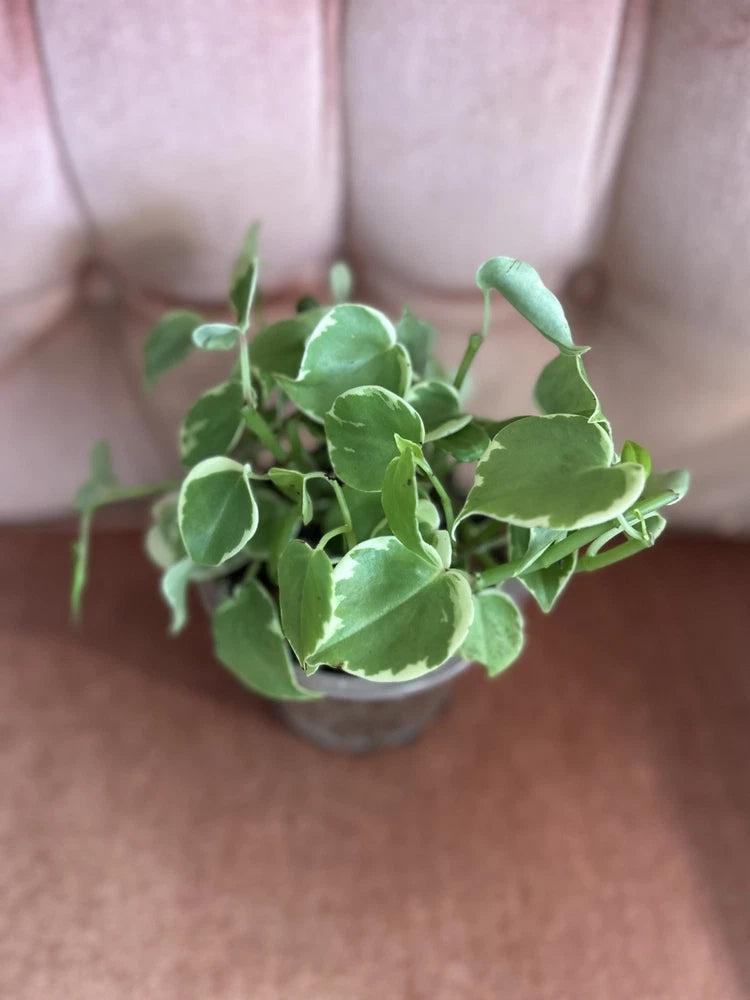 Variegated Peperomia Cupid indoor plant with green leaves in gray pot