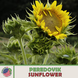 50 Peredovik Sunflower Seeds, Black Oil, Bird & Deer Attractor, Genuine USA Sunflower