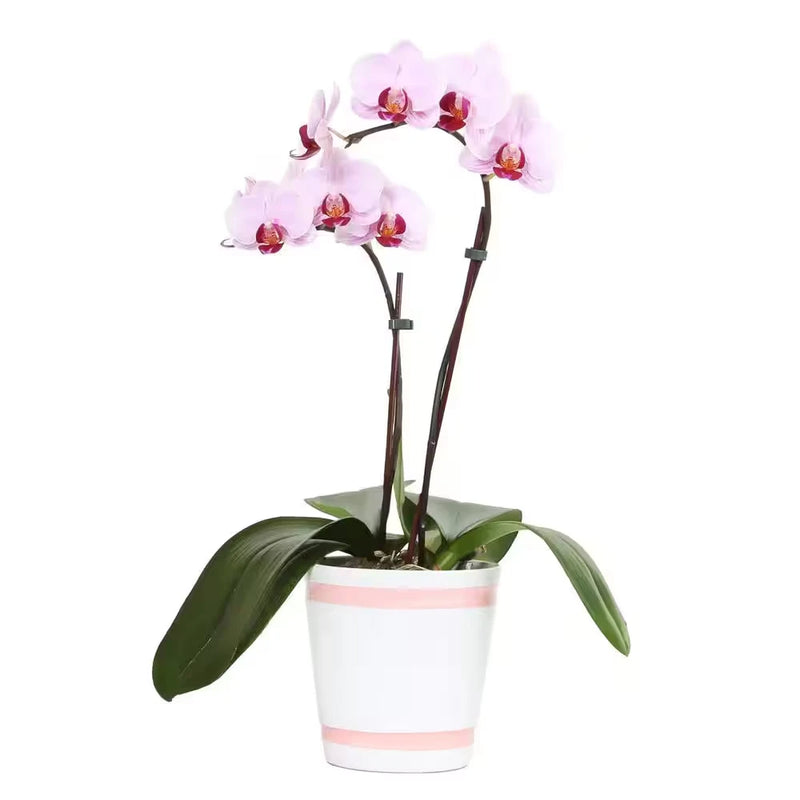 5 In. "Pretty Pink" Phalaenopsis Orchid in Upgrade Pot Orchids
