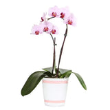 5 In. "Pretty Pink" Phalaenopsis Orchid in Upgrade Pot Orchids