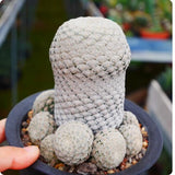 Euphorbia piscidermis Multiple headssucculents plant Garden DŽcor Boutique Garden Plants