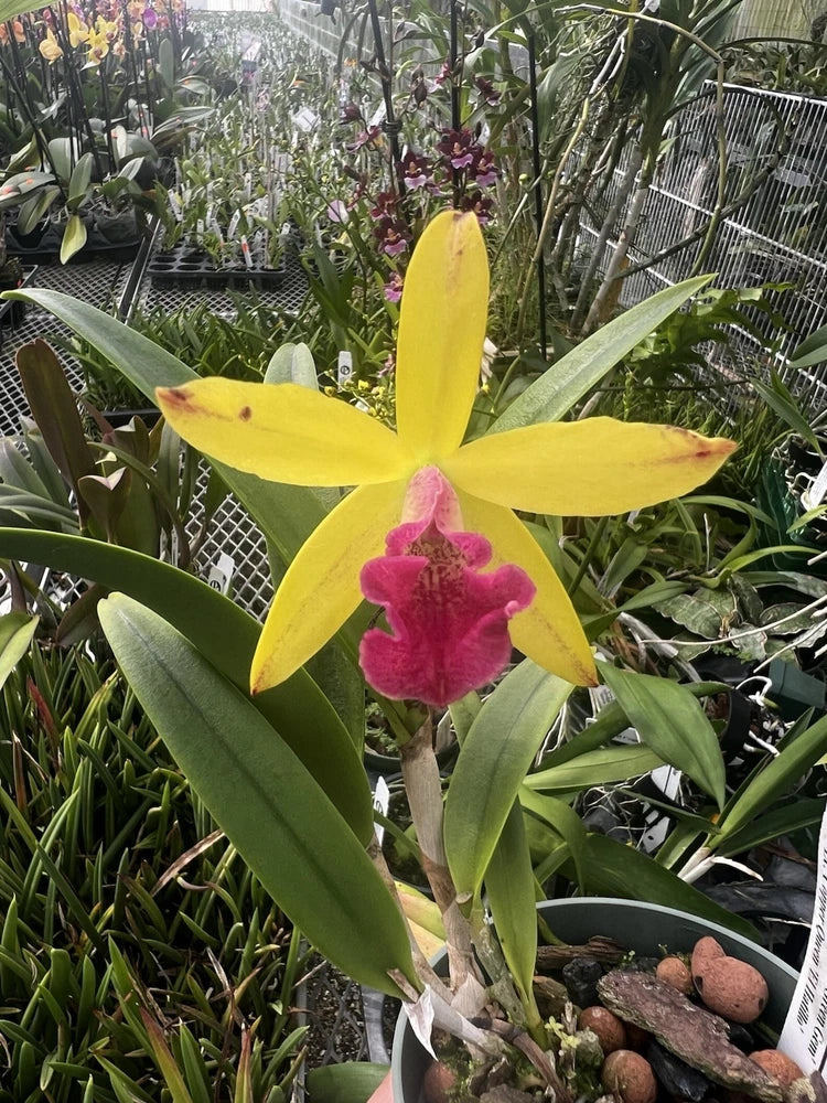 Yellow orchid with pink center and green leaves, potted plant