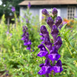 Baical Skullcap Seeds (Scutellaria baicalensis) ~Traditional Herb Flower Garden Garden Plants