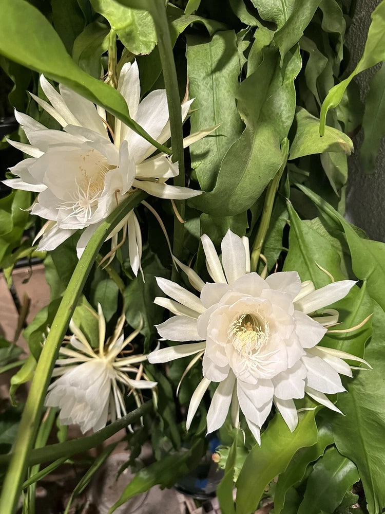 1 Cutting of Queen of the Night EPIPHYLLUM OXYPETALUM CACTUS ORCHID 6"-12" Orchids