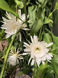 1 Cutting of Queen of the Night EPIPHYLLUM OXYPETALUM CACTUS ORCHID 6"-12" Orchids