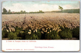 Greetings from Fresno California Field of Pampas Grass 1901-1907 Postcard Pampas Grass