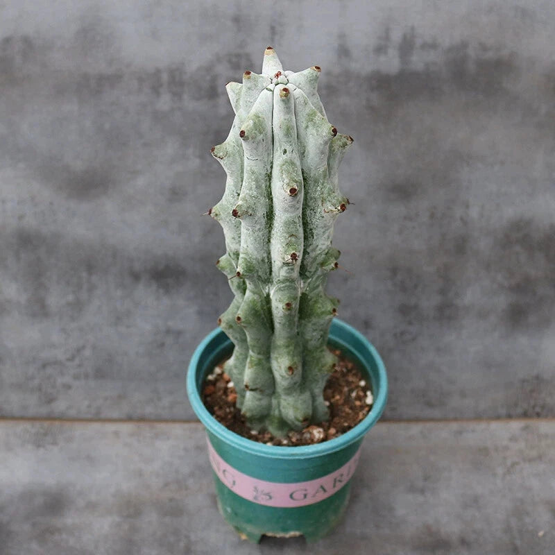 Small green cactus succulent in teal pot with soil, upright columnar stems and spines