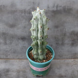 15CM Succulent Cactus Plant Stenocereus Beneckei Cactaceae Home Garden Beautiful Garden Plants