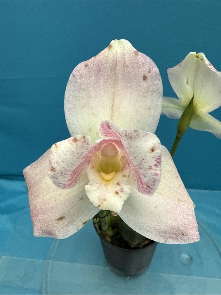 White orchid with pink speckled petals and pink lip in black pot