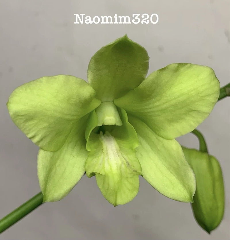 Green dendrobium orchid with large blooming flower and curved petals
