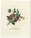 Antique Print-ROSE-HYDRANGEA-FLOWER-BOUQUET-Sayer-Bennett-1776 Hydrangea