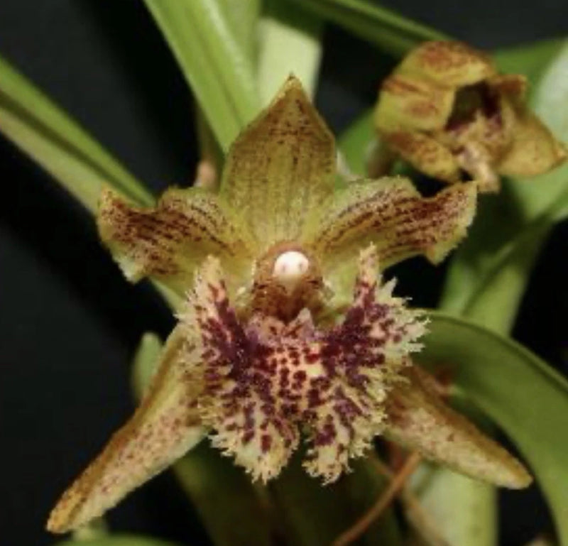 Kefersteinia pellita Orchids