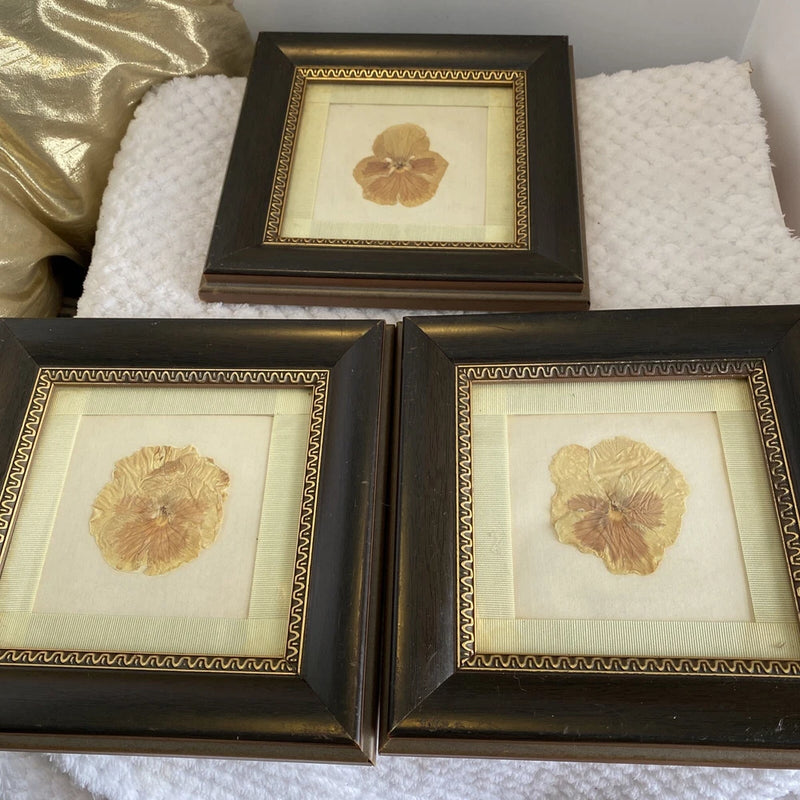 Set of 3 vintage framed dried flowers in brown frames, beige pressed blooms