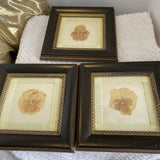 set of 3 vintage framed dried flowers yellow ribbon brown frames 7Ó x 7Ó Dried Flower