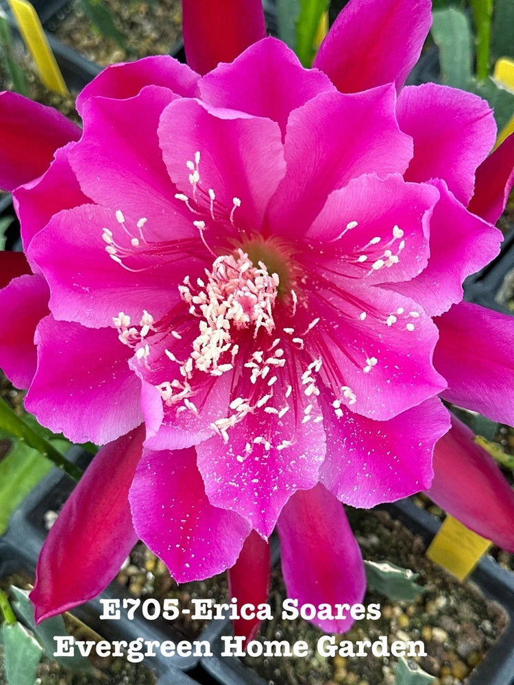 Orchid cactus plant with bright pink orchid-like blossoms in a small starter pot